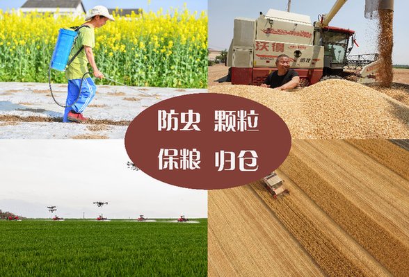 糧食損耗嚴重 亟待確立&ldquo;減損即增產(chǎn)&rdquo;理念