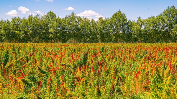 &ldquo;五色致富穗&rdquo;萌芽&ldquo;聚寶盆&rdquo;&mdash;&mdash;青海海西州藜麥產(chǎn)業(yè)觀(guān)察