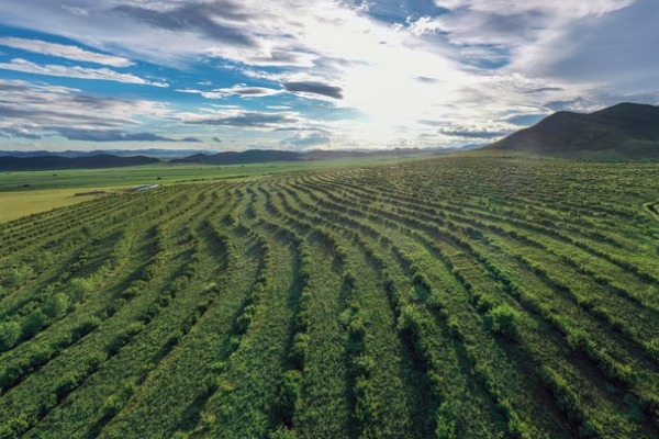 從&ldquo;沙進(jìn)人退&rdquo;到&ldquo;沙里掘金&rdquo;&mdash;&mdash;我國沙漠治理帶動產(chǎn)業(yè)發(fā)展觀察