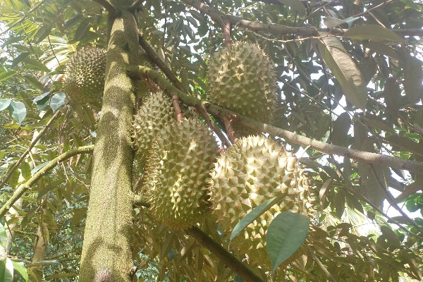 國(guó)產(chǎn)榴蓮嶄露頭角　&ldquo;榴蓮自由&rdquo;更近了嗎？