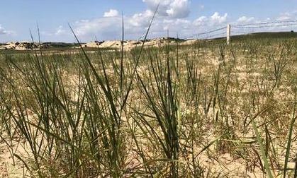 &ldquo;草原水塔&rdquo;蓄水力下降　四成以上湖泊消失